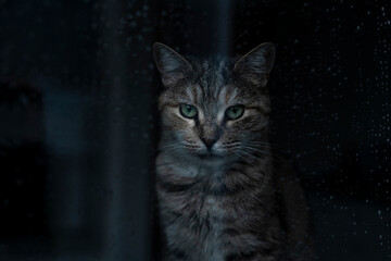 A close-up of a cat sitting and looking outside behind a glass window with raindrops on it