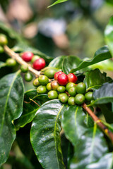 A Stunning, Vibrant Coffee Cherry Situated on a Leafy Branch in a Lush Green Landscape