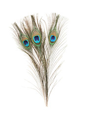 Obraz premium Three beautiful peacock feathers isolated on white