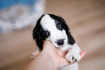 A one-month-old white spaniel puppy with black ears and spots is nibbling its owner's fingers