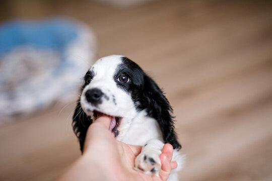 A one-month-old white spaniel puppy with black ears and spots is nibbling its owner's fingers