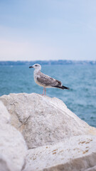A seagull standing on a rock