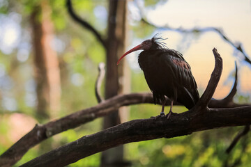 Glossy ibis