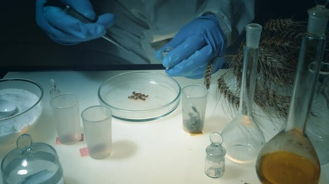 A laboratory worker examines wheat seeds while sitting at his workplace. The scientist analyzes the seeds for diseases, defects, and condition.