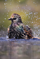 
European Starling splashing into the water
