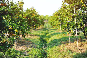 Orange orchards and products awaiting harvest, gardeners, orange growers, gardening and mixed farming