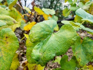 Close-up of vibrant green leaves with hints of yellow in a natural setting, capturing the beauty of nature