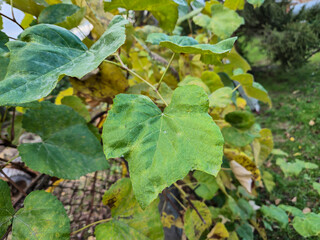 Green leaves on a vine, showcasing nature's beauty and textures, ideal for backgrounds or environmental themes.