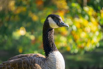Canada goose, a large goose standing in a city park by a reservoir. wild big geese birds at the pond in autumn.