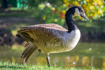 Canada goose, a large goose standing in a city park by a reservoir. wild big geese birds at the pond in autumn.