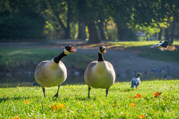 Canada goose large geese walking on green grass in a city park by a reservoir. wild big birds on the pond in autumn. geese chasing and attacking birds and pigeons to defend their eggs and territory. a