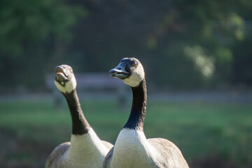 Canada goose large geese walking on green grass in a city park by a reservoir. wild big birds on the pond in autumn. geese chasing other geese attacking birds to defend their eggs and territory. aggre