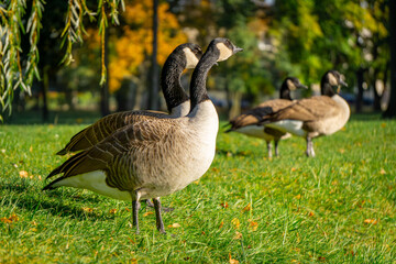 Canada goose large geese walking on green grass in a city park by a reservoir. wild big birds on the pond in autumn. geese chasing and attacking other geese