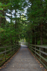 Wooden walkway goes through the forest.