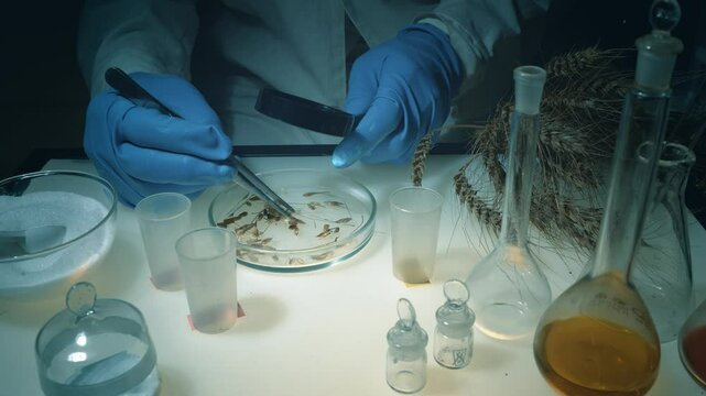A laboratory worker examines wheat seeds while sitting at his workplace. The scientist analyzes the seeds for diseases, defects, and condition.