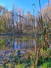 Autumn dry marsh on a sunny day
