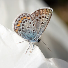 butterfly on white closeup