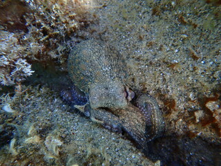 Common octopus (Octopus vulgaris) undersea, Aegean Sea, Greece, Halkidiki, Pirgos beach