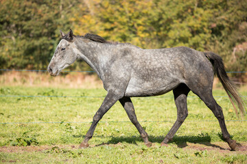 Fototapeta premium Cheval pur sang gris au trot 
