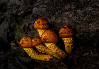 golden scalycap mushroom in the forest