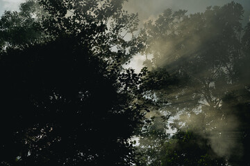 In the morning light, the forest came alive as sunlight filtered through the fog, illuminating vibrant green leaves on trees, creating a magical jungle landscape in nature.