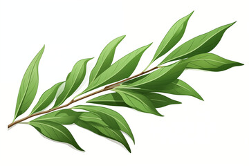 Fototapeta premium A vector hand drawn Tea Tree leaves isolated on transparent background