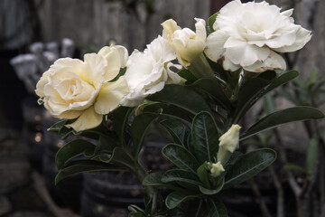 Vibrant Adenium blossoming together, revealing their intricate petal details against a fresh green backdrop. Adenium flowers blooming full harmony, highlighting their delicate petals and vibrant tones