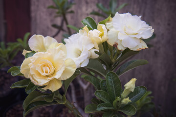 Full bloom of Adenium flowers, highlighting lush petals and vibrant colors in a serene garden atmosphere. Harmonious bloom of Adenium flowers, vibrant petals and fresh green leaves in a garden setting