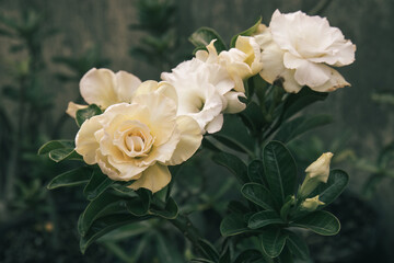 Stunning cluster of Adenium flowers blooming, their vibrant colors adding life to the lush green leaves. Adenium flowers in full bloom, their lush petals and rich greenery creating a vivid contrast
