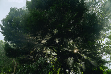 In the morning light, the forest came alive as sunlight filtered through the fog, illuminating vibrant green leaves on trees, creating a magical jungle landscape in nature.