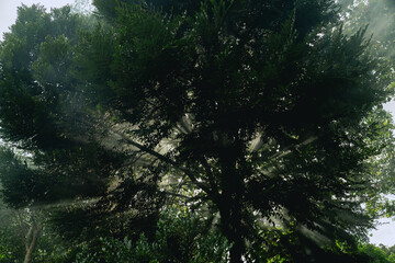 In the morning light, the forest came alive as sunlight filtered through the fog, illuminating vibrant green leaves on trees, creating a magical jungle landscape in nature.
