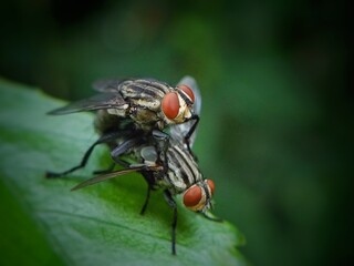 "Macro Photography of Two Flies Mating on a Green Leaf"