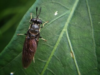 "Macro Close-Up of a Black Soldier Fly Resting on a Green Leaf, Showcasing Intricate Details of Its Wing Texture, Metallic Body Sheen, and Distinctive Antennae, Set Against a Natural Leaf Vein Pattern