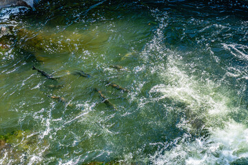 Naklejka premium Deschutes River Salmon 6