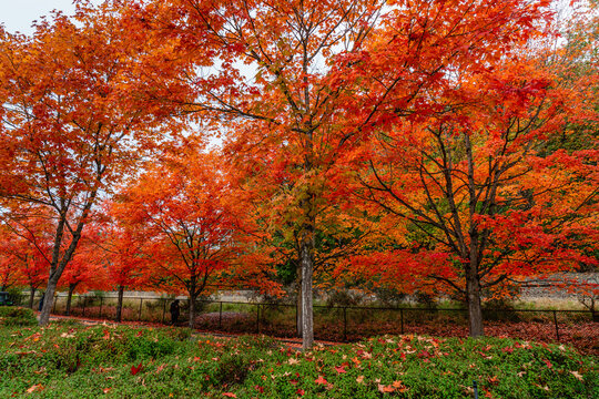 Brillaint Park Leaves 3
