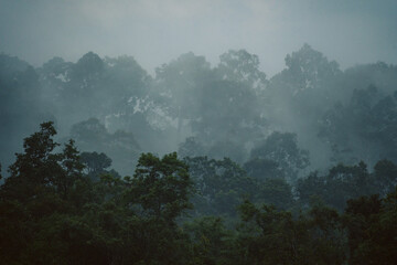 In the morning fog of the tropical rainforest, mist curled around wild green plants and trees, creating a mystical landscape that showcased nature's vibrant beauty in the jungle.