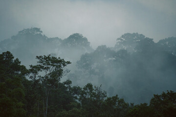 In the morning fog of the tropical rainforest, mist curled around wild green plants and trees, creating a mystical landscape that showcased nature's vibrant beauty in the jungle.