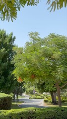 Tree branches with bright green leaves stretch over manicured hedges. Sunlight filters through foliage, creating peaceful outdoor scene blending vibrant nature structured landscaping.