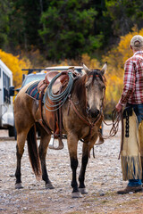 Obraz premium horse wearing western saddle and tack standing next to cowboy wearing chaps in the Wyoming mountains in autumn