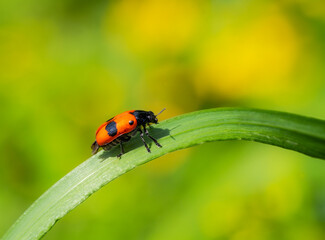 Ladybug crawling on a green leaf