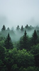 Dark green pines blending with thick fog