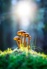 mushroom in the grass