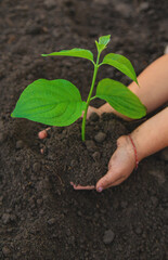 Child holding soil and plant in hands. Selective focus.