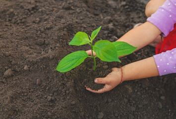 Child holding soil and plant in hands. Selective focus.