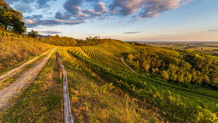 Colorful sunset in the vineyards of Savorgnano del Torre