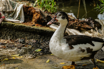 Duck Amidst Debris: A poignant image of a duck standing near discarded waste, highlighting environmental concerns and the impact of pollution on wildlife.