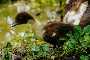 Adorable Duckling by the Pond 
