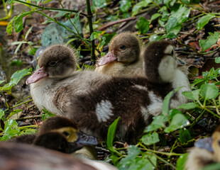 Sweet Little Ducklings Huddled Together 