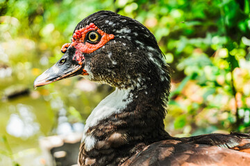 A Curious Gaze: A vibrant Indian Runner duck with its distinctive plumage and bright orange eyes, perched amidst lush green foliage. This close-up photo captures a moment of quiet contemplation.