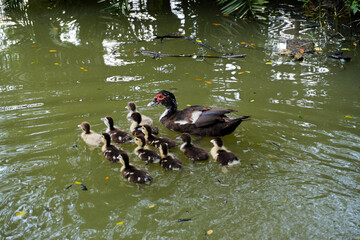 Muscovy Duck Family in Pond 